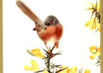 All bird watchers, rejoice! Volunteers requested to assist in locating 126 “lost” bird species