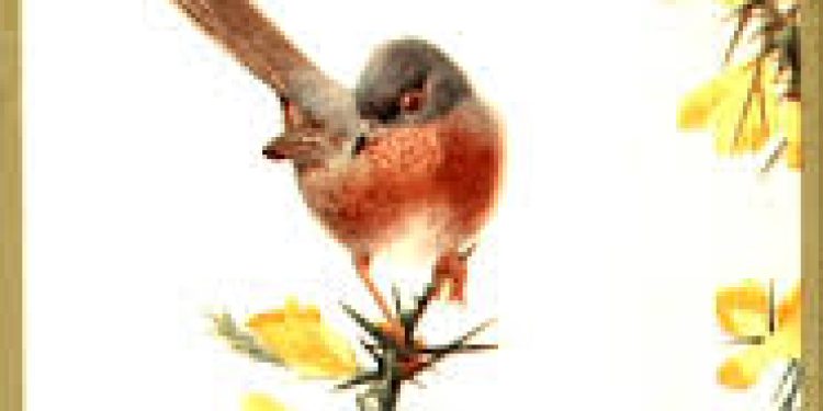 All bird watchers, rejoice! Volunteers requested to assist in locating 126 “lost” bird species